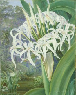 A Bornean Crinum