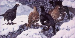 Black Grouse