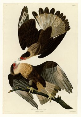 Plate 161 Brasilian Caracara Eagle