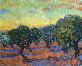 Olive Grove - Orange Sky