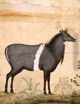 Nilgai Blue Cow