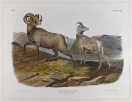 Rocky Mountain Sheep