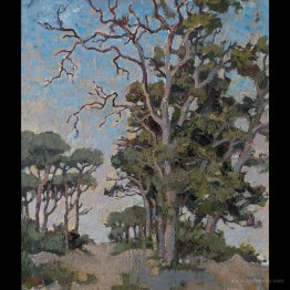 Study of bluegum trees