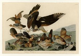 Plate 76 Virginian Partridge