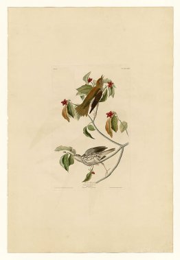 Plate 73 Wood Thrush