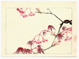 Red Maple - Hana Kurabe