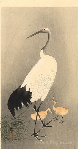 Red crowned Crane