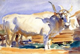 White Ox at Siena