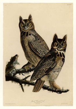 Plate 61. Great Horned Owl