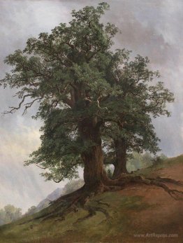 Old oak