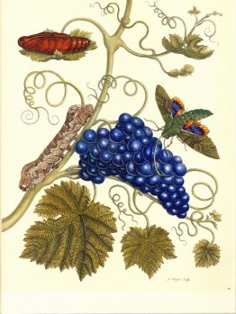 Plate of a moth (Eumorpha labruscae) that feeds on grape (Vitis