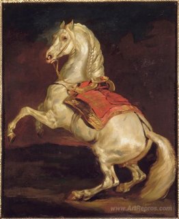 Napoleon's Stallion, Tamerlan