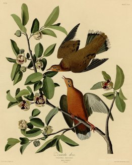 Plate 162 Zenaida Dove