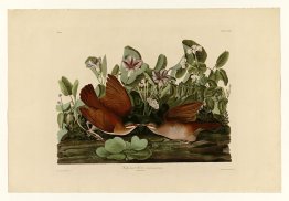 Plate 167 Key-west Dove