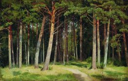 Pine forest