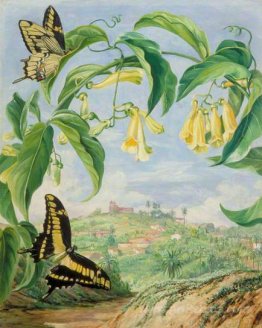 Yellow Bignonia and Swallow-Tail Butterflies with a View of Cong