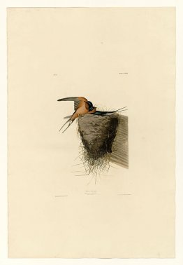 Plate 173 Barn Swallow