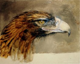 Eagle's head from life