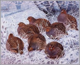 Grey Partridges