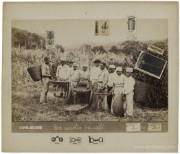 The coffee harvest