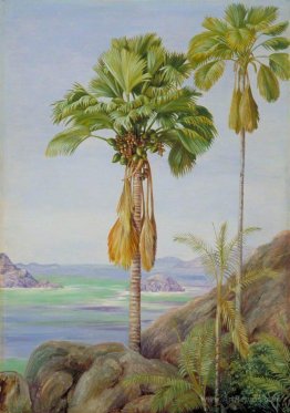 Male and Female Trees of the Coco de Mer in Praslin