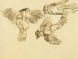 Studies of a Dead Sparrow