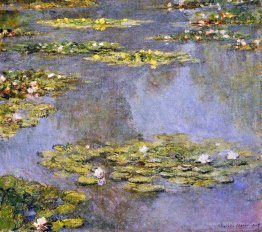 Water Lilies