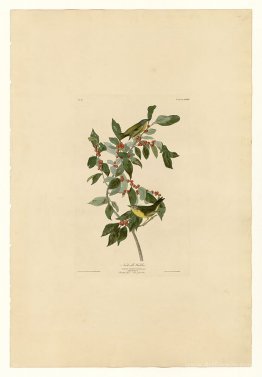 Plate 89 Nashville Warbler