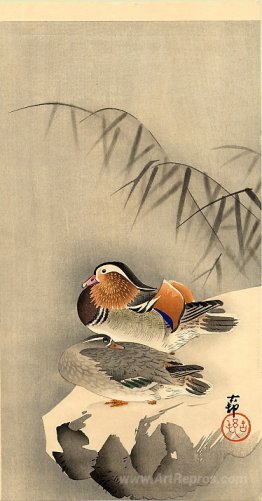 Mandarin Ducks in Snow