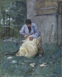 Sheep shearer