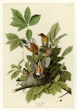 Plate 131 American Robin