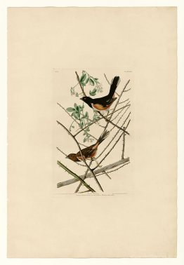 Plate 29. Towhe Bunting