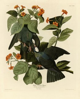 Plate 177 White-crowned Pigeon crop