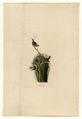 Plate 100 Marsh Wren