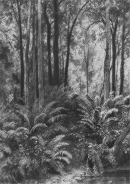 Ferns in the forest