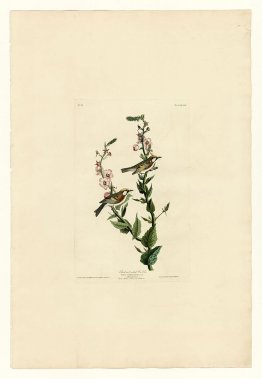 Plate 59. Chestnut-sided Warbler