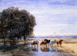 Horses Drinking