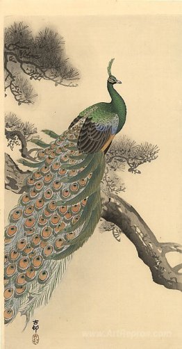 Peacock