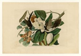 Plate 32. Black-billed Cuckoo