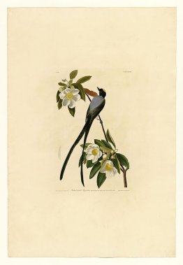 Plate 168 Fork-tailed Flycatcher