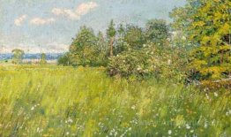 Summer meadow