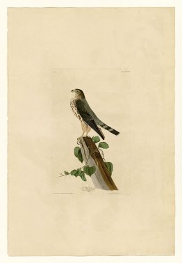 Plate 75 Le Petit Caporal