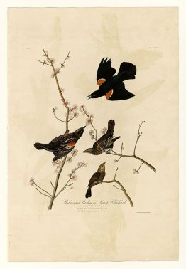 Plate 67 Red-winged Starling or Marsh Blackbird