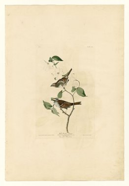 Plate 8 White throated Sparrow