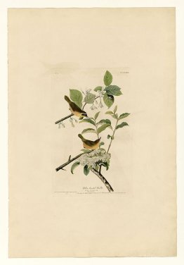 Plate 23. Yellow-breasted Warbler