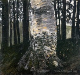 Birch in a Forest