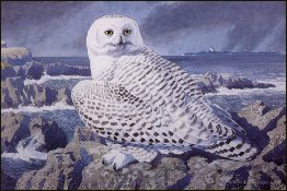 Snowy Owl