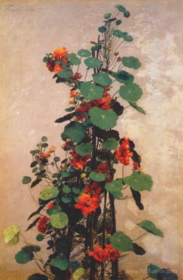 Nasturtiums