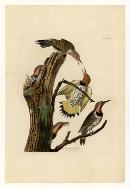 Plate 37. Golden-winged Woodpecker