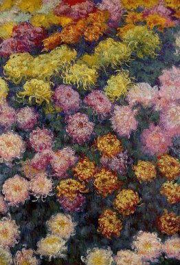 Bed of Chrysanthemums